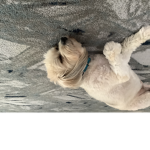 Dogs and puppy’s group