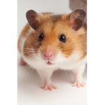 Hamster group for people