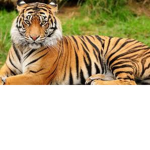 The Bengal Tiger fan group.