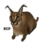 Cat_YT fan club