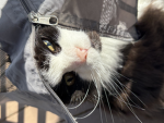 team Mimi chaton