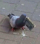 ducklingg