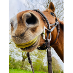 this is a horse