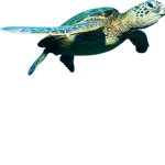 Turtle_Adopt me