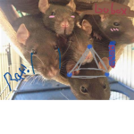 OG RAT GROUP