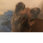 dolly dog is a is a playful dog