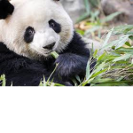 panda ears