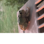 Cute froggo games