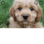 The adorable puppy squad!!!