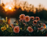 Aesthetic flower #2