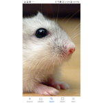 TeamHamsterForever