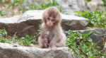 Monkey club 2,0