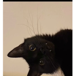 MAINCATBOY