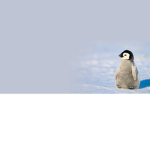We like penguins fan group.