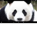 Panda pan pan