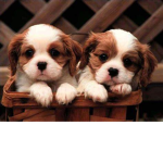 animal supporters!!!