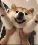 DanyTheDoge Group