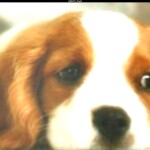 (New! Pool) Be a Puppy/Kitten and Become a Family!