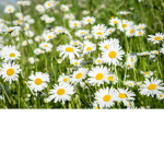 sunshine daisy's