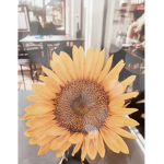 Sunny Sunflower Army
