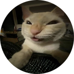 I see animals everywhere...