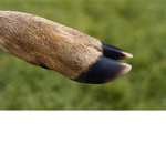 Deer Lives Matter