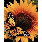 Sunflower teamwork