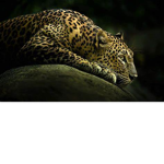 Leopard Studios.