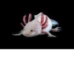 Why do i like Salamanders?