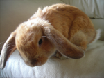 =~Bunnies~=