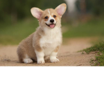 Calorado corgi