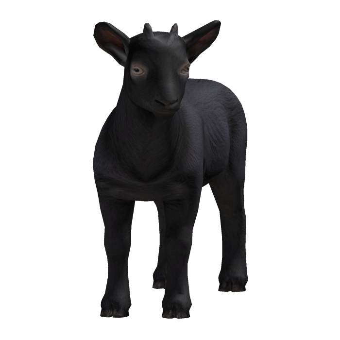 Carry a Goat Baby Black