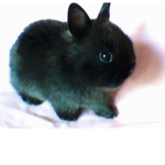 BlackBunny fans