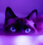 Meow the cats