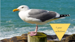 SEAGULL COMMUNITY