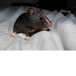 hamster jerry