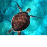 ! SUPPORT THE TURTLES !