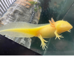 Axolotl Friends!