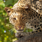 Leopards United!