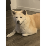 The Akita noobs