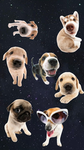 THE DOGS PARK