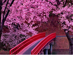 pink sakura tree forest