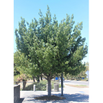 Tree and Air