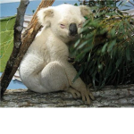 Albino Nation
