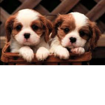 Maddie"s Friends