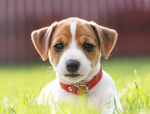 Il Jack russel