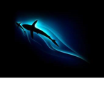 WSS Shark Squad