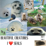 Seal Fan Club!!!!!!!!!!