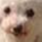 Hi tis is for the boys aka no freddie