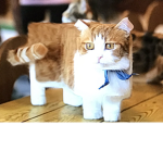 Ariana cat